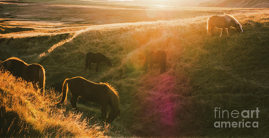 Icelandic landscapes, sunset in a meadow with horses grazing  backlight #4 Photograph by Joaquin Corbalan