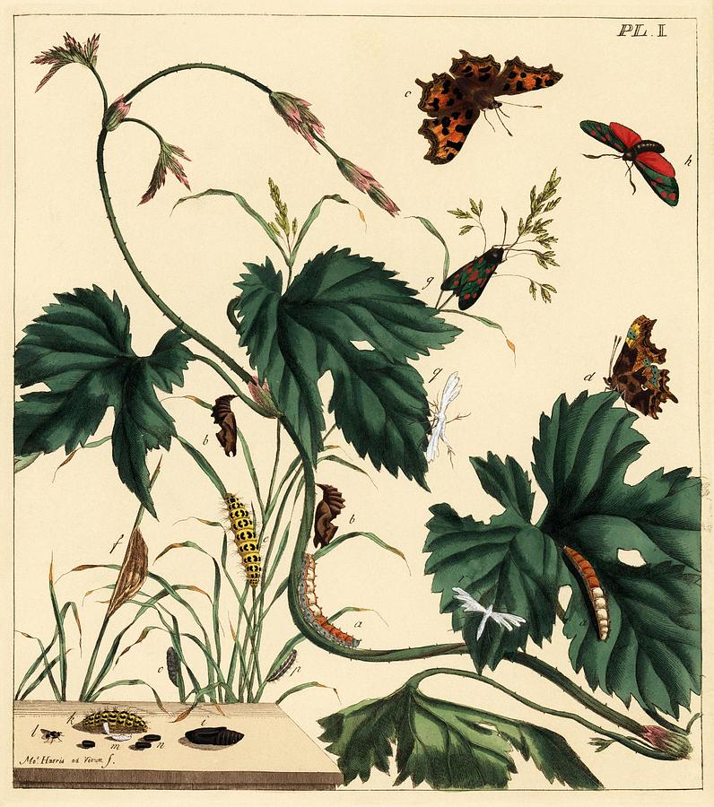 illustration by Moses Harris from The Aurelian, a Natural History of English Moths and Butterfli... Drawing by Album