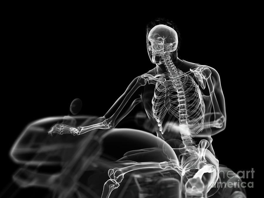 Vintage Photograph - Illustration Of A Bikers Skeleton #4 by Sebastian Kaulitzki/science Photo Library