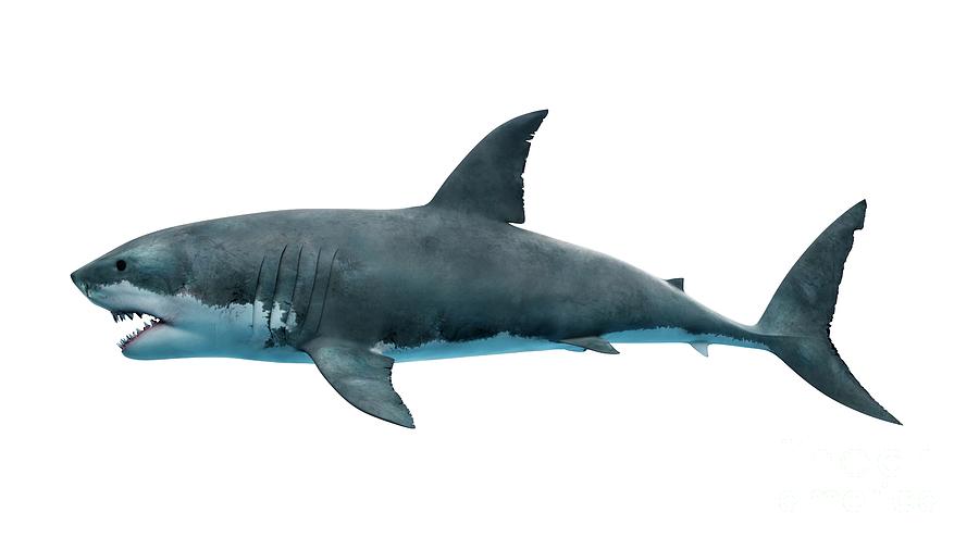 Jaws Photograph - Illustration Of A Great White Shark #4 by Sebastian Kaulitzki/science Photo Library