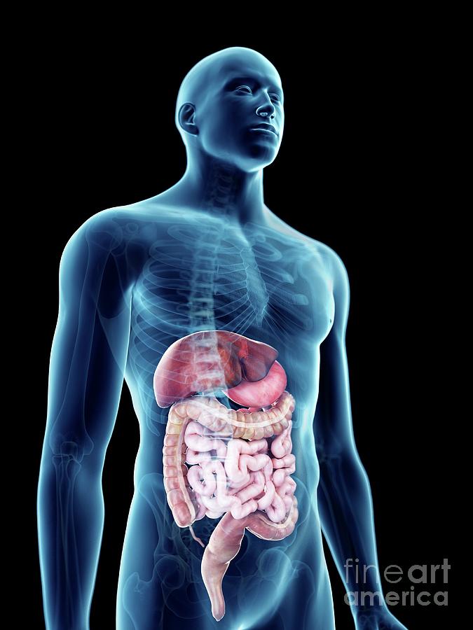 Illustration Of A Man S Digestive System Photograph By Sebastian Kaulitzki Science Photo Library