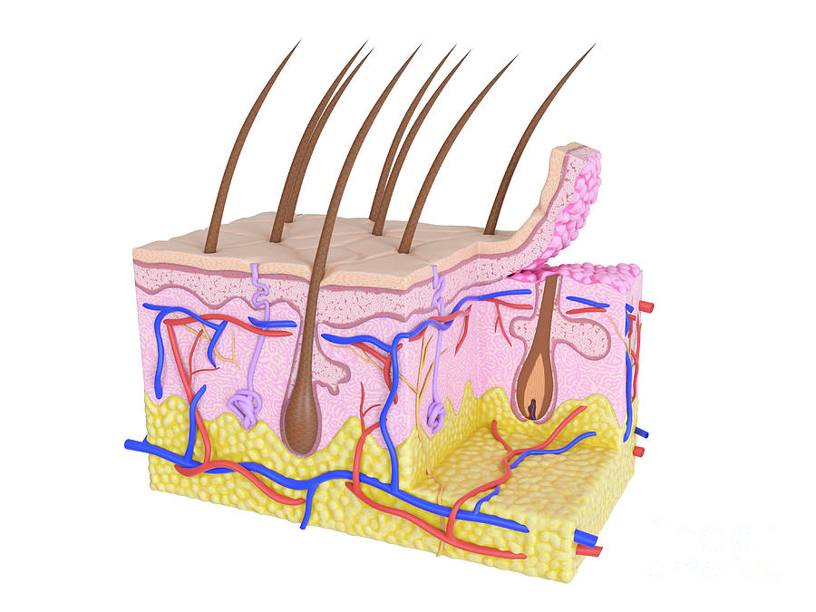 Illustration Of The Human Skin Photograph by Sebastian Kaulitzki ...