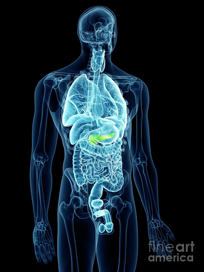 3d Photograph - Illustration Of The Pancreas by Sebastian Kaulitzki/science Photo Library 3d Photograph - Illustration Of The Pancreas by Sebastian Kaulitzki/science Photo Library