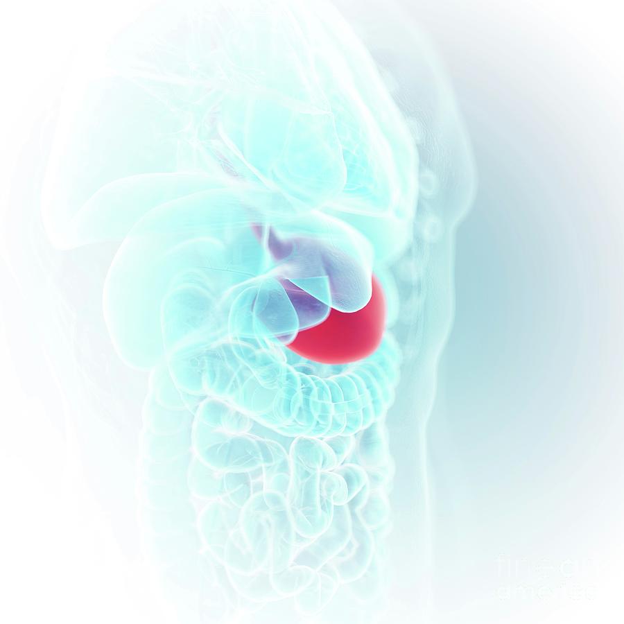 3d Photograph - Illustration Of The Stomach 4 by Sebastian Kaulitzki/science Photo Library 3d Photograph - Illustration Of The Stomach 4 by Sebastian Kaulitzki/science Photo Library