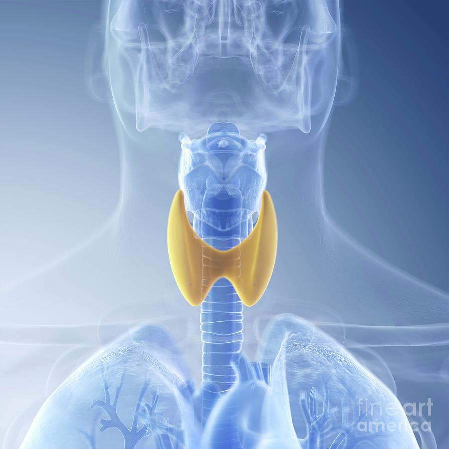 3d Photograph - Illustration Of The Thyroid by Sebastian Kaulitzki/science Photo Library 3d Photograph - Illustration Of The Thyroid by Sebastian Kaulitzki/science Photo Library
