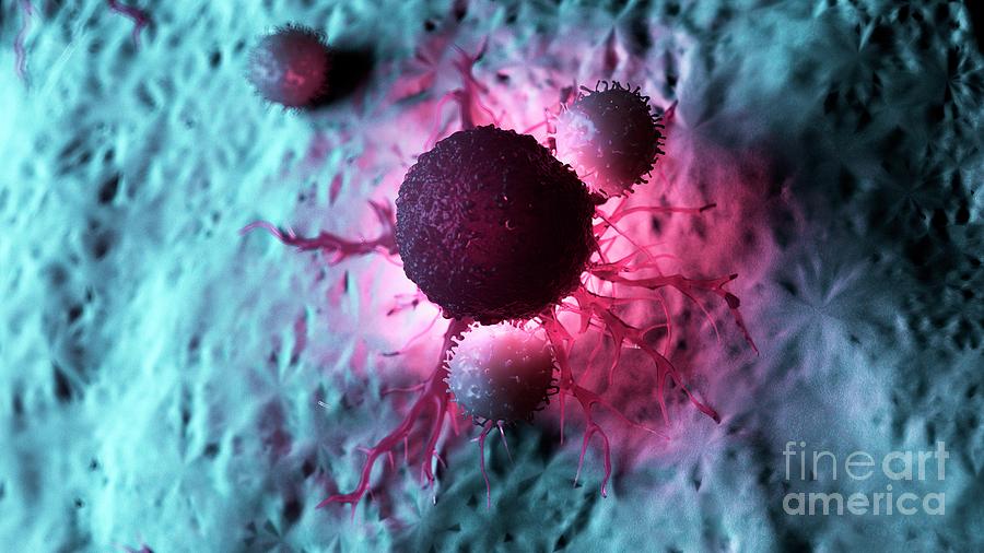Illustration Of White Blood Cells Attacking A Cancer Cell #4 Photograph by Sebastian Kaulitzki/science Photo Library