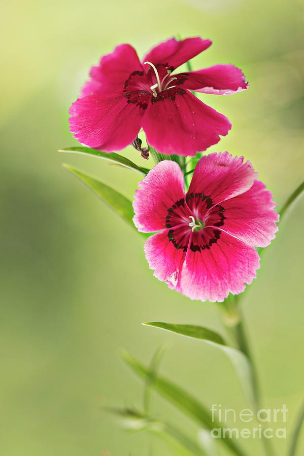 Nature Photograph - Indian Pink (dianthus Chinensis) #4 by Maria Mosolova/science Photo Library