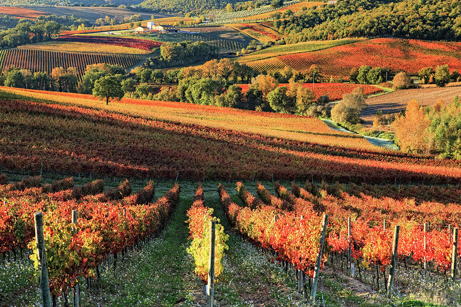 Italy, Umbria, Perugia District, Sagrantino Wine Road, Autumnal Vineyards Near Montefalco #4 Digital Art by Maurizio Rellini