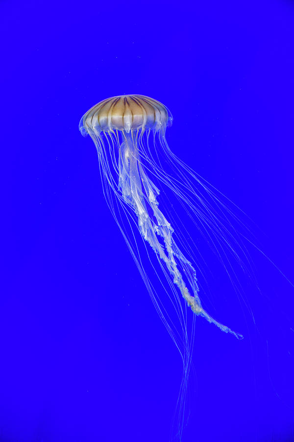 Japanese Jellyfish #4 Photograph by Kenny Thomas