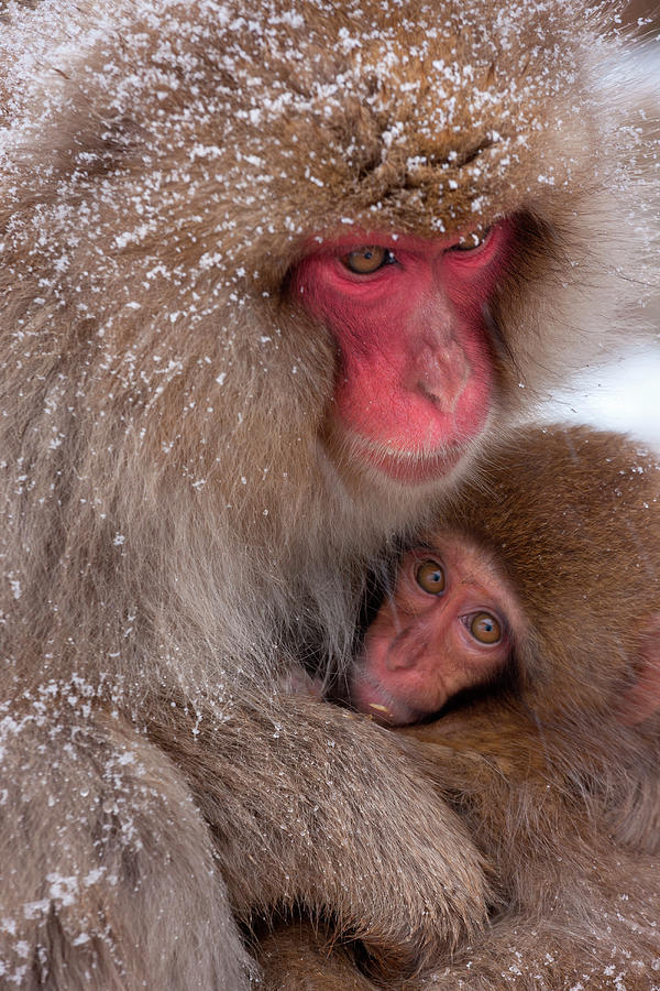 Japanese Macaques, Japanese Alps #4 Photograph by Mint Images/ Art Wolfe