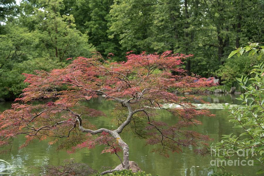 Japanese Maple #4 Photograph by David Bearden