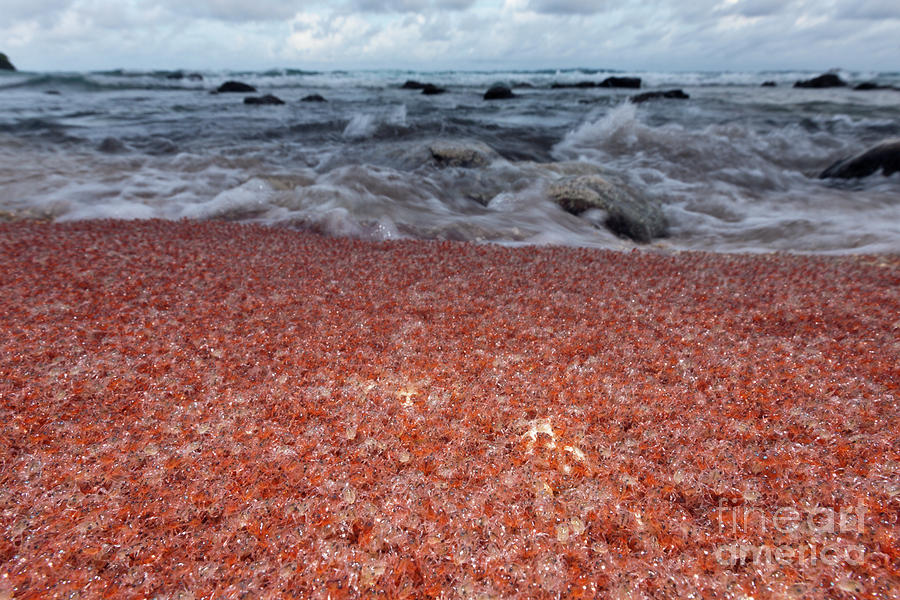 Christmas Island Red Crab Photograph - Juvenile Crabs Returning From Sea by Reinhard Dirscherl/science Photo Library Christmas Island Red Crab Photograph - Juvenile Crabs Returning From Sea by Reinhard Dirscherl/science Photo Library