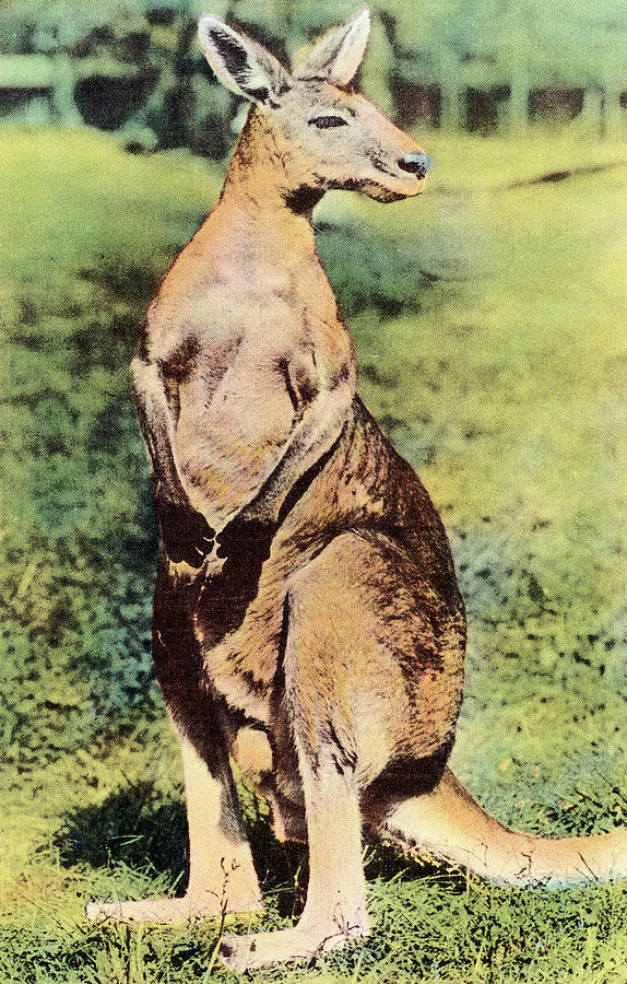Jungle Drawing - Kangaroo #4 by CSA Images