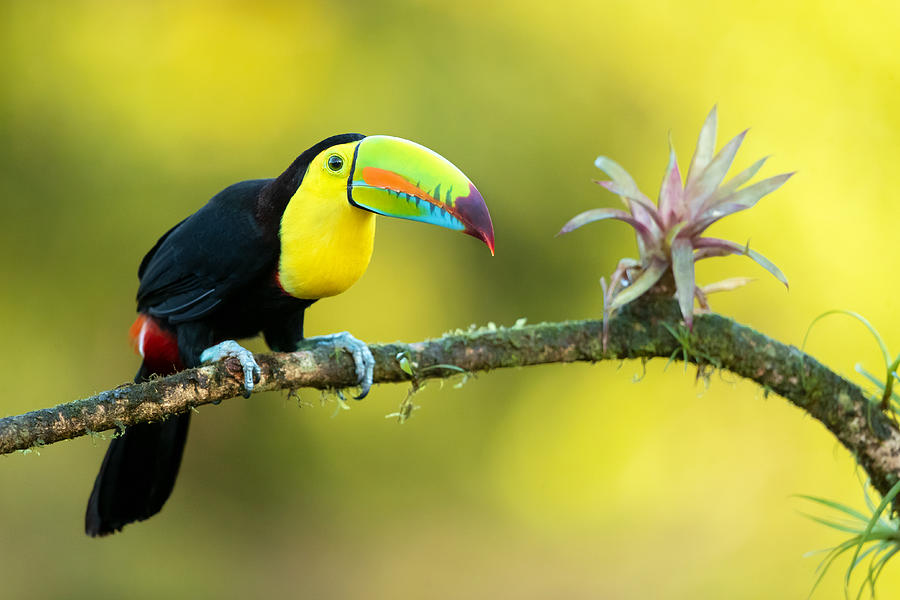 Keel-billed Toucan #4 Photograph by Milan Zygmunt