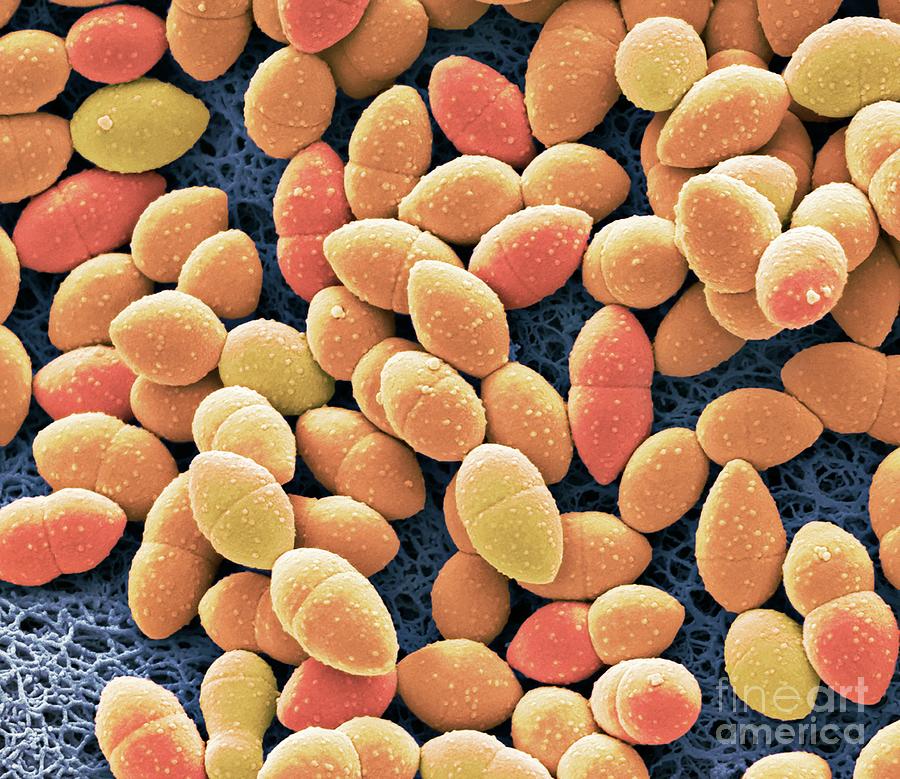 Kefir Bacteria #4 Photograph by Steve Gschmeissner/science Photo Library