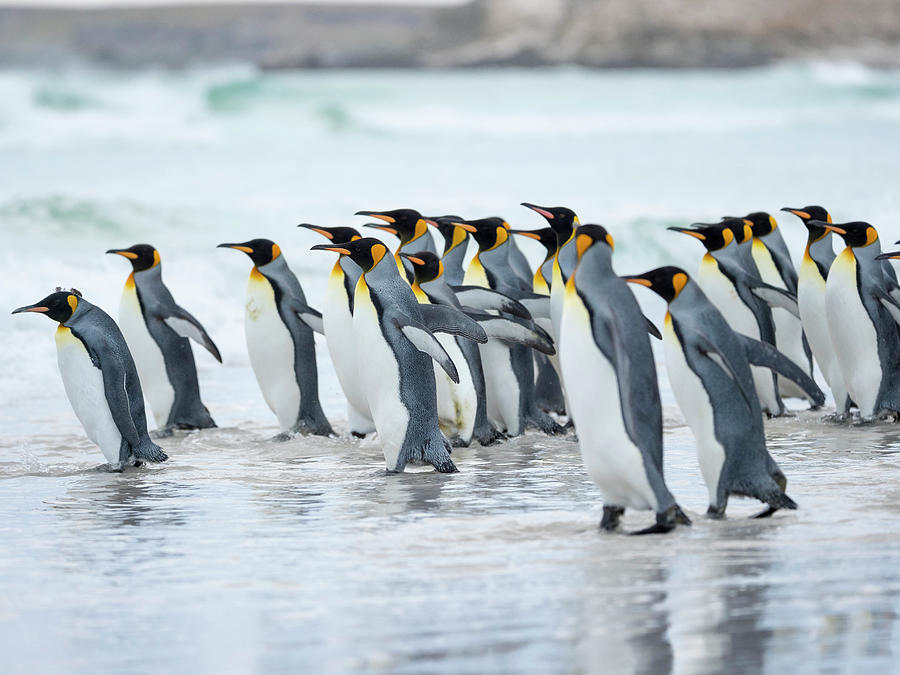 King Penguin, Falkland Islands Photograph by Martin Zwick - Fine Art ...