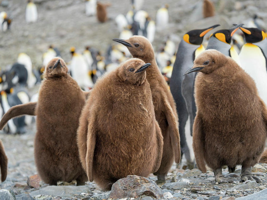King Penguin Rookery In St Photograph by Martin Zwick