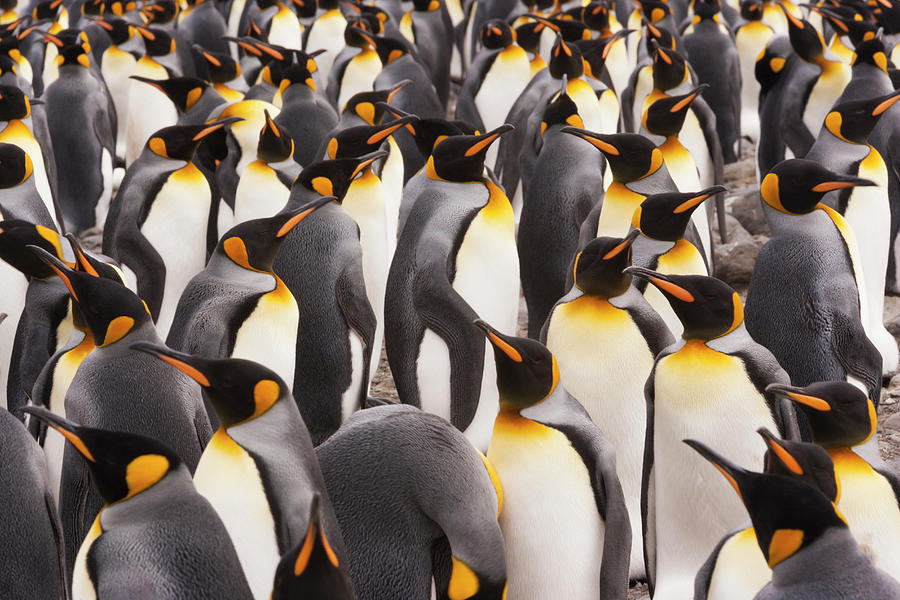 King Penguins, Aptenodytes Patagonicus #4 Photograph by Mint Images - Art Wolfe