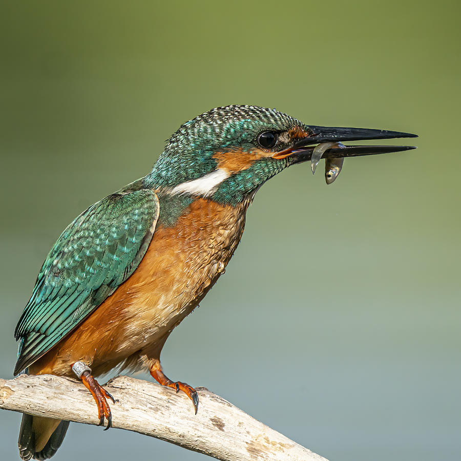 Kingfisher #4 Photograph by Boris Lichtman