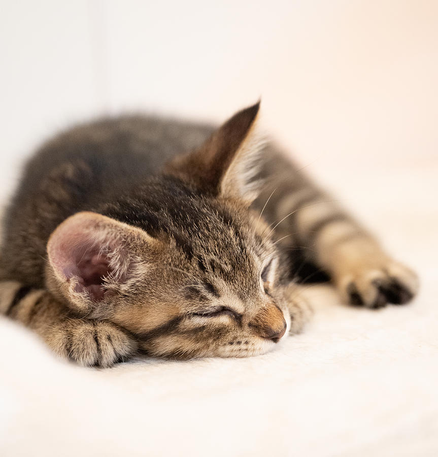 Animal Photograph - Kitten #4 by Kondou Kazumasa