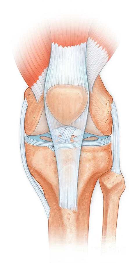 Knee Joint Photograph by Medical Imagery Studios/design Pics/science ...