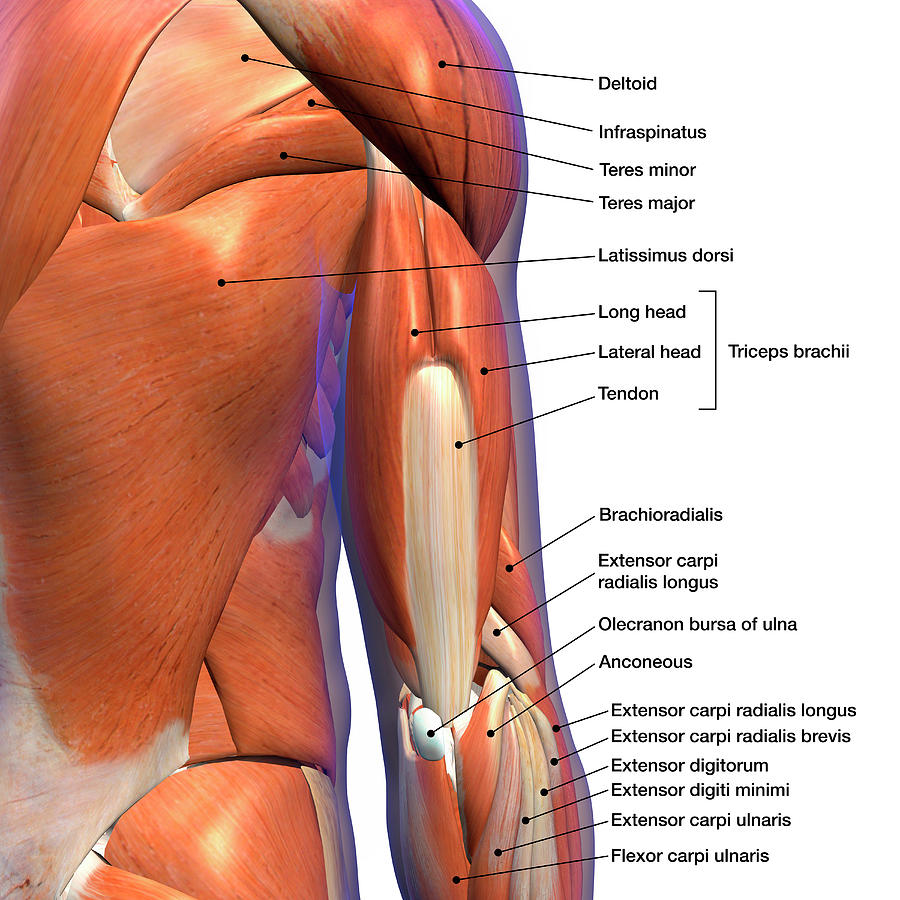 Labeled Anatomy Chart Of Male Triceps #4 Photograph by Hank Grebe