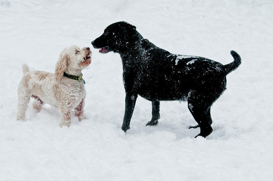 Labrador And Cockapoo Playfighting #4 Photograph by William Mullins