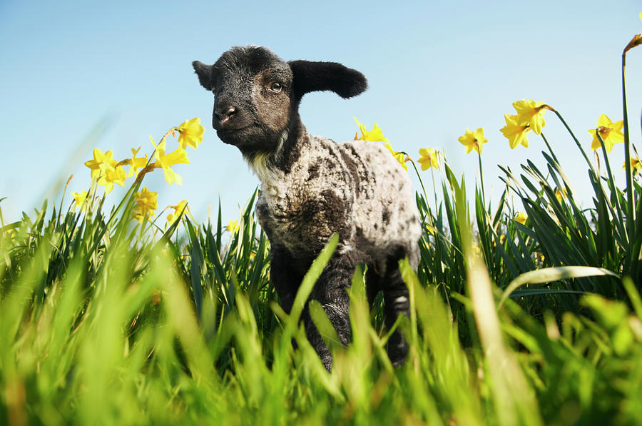 Lamb Walking In Field Of Flowers #4 Photograph by Peter Mason