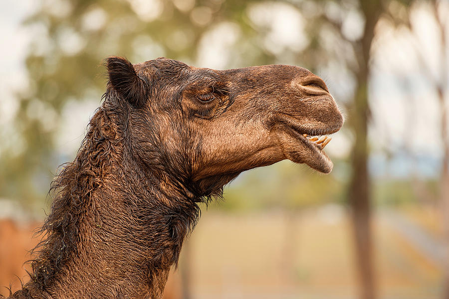 Large beautiful camel by Rob D Imagery Large beautiful camel by Rob D Imagery