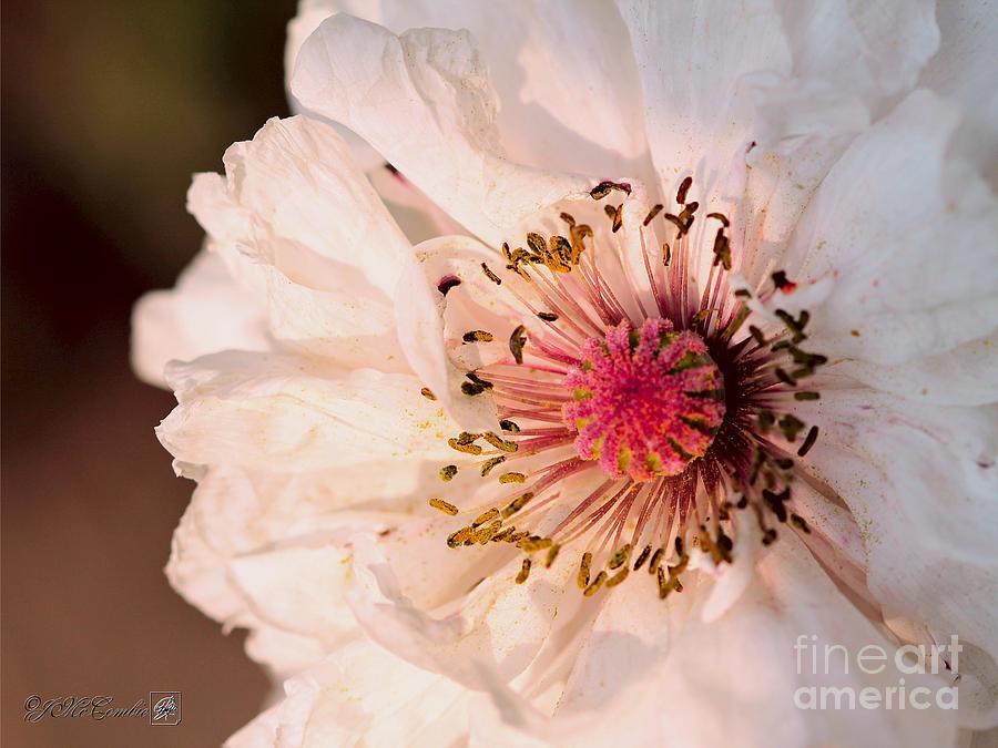 Lavender-Rose Blushed White Poppy from the Angels Choir Mix #1 Photograph by J McCombie