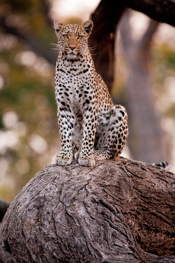 Leopard, Chobe National Park, Botswana #4 Photograph by Mint Images/ Art Wolfe