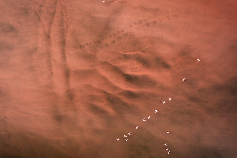 Bird Photograph - Life On Mars #4 by Roberto Marchegiani