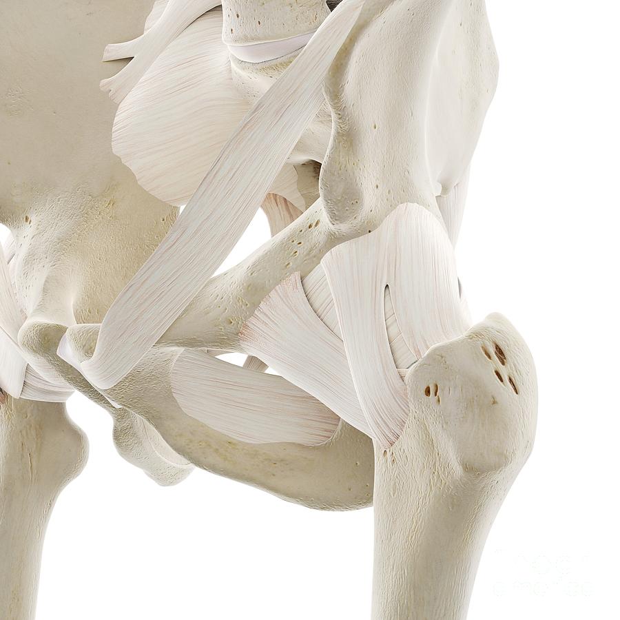 Ligaments Of The Hip Photograph By Sebastian Kaulitzki Science Photo