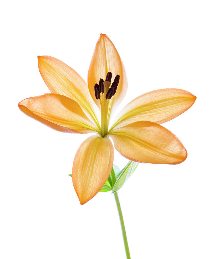 Lilies On A White Background #4 Photograph by Panoramic Images