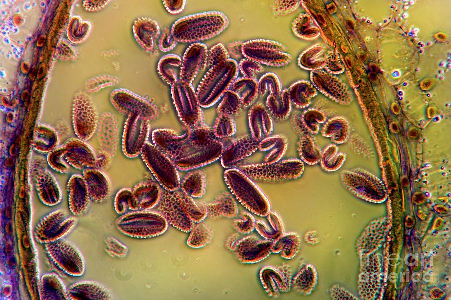 Lily Flower Bud #4 Photograph by Dr Keith Wheeler/science Photo Library