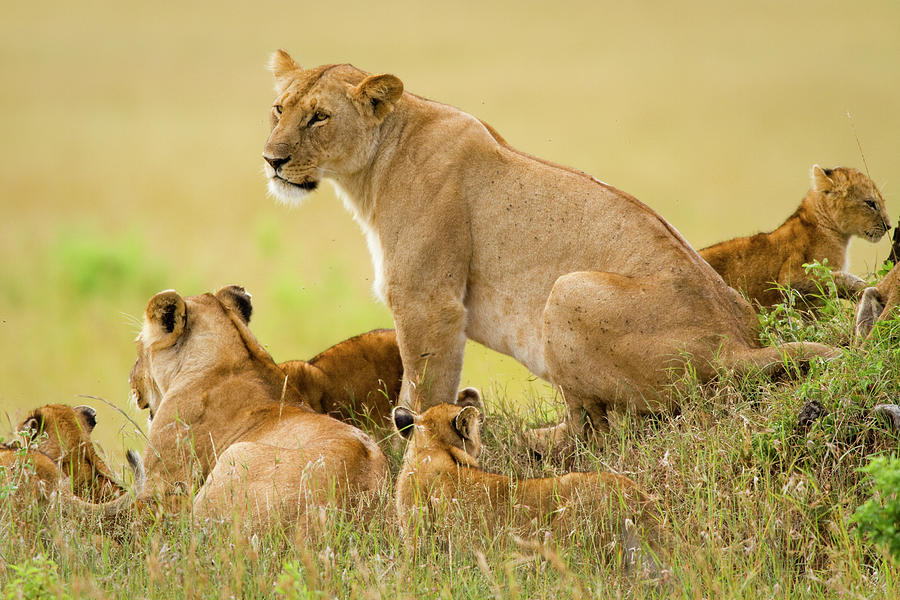 Lions Keep An Eye Over Their Masai #4 Photograph by Carl D. Walsh
