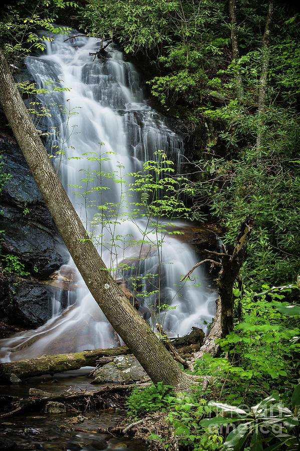 Log Hollow Falls Photograph by Chip Laughton