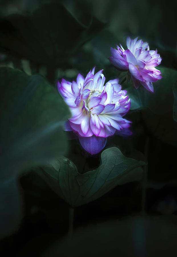 Summer Photograph - Lotus Flower #4 by Catherine W.