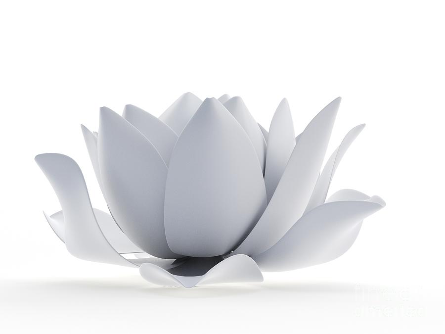 Lotus Flower #4 Photograph by Sebastian Kaulitzki/science Photo Library