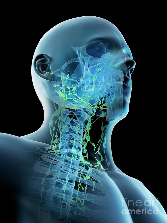 Lymphatic System Of Neck Photograph by Sebastian Kaulitzki/science ...