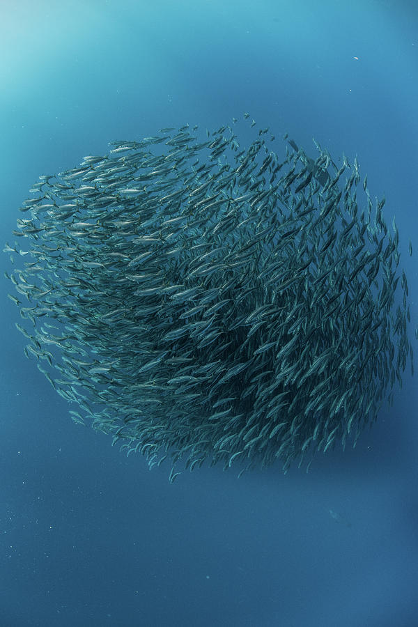 Mackerel Baitballs Underwater, Punta Baja, Baja California, Mexico 