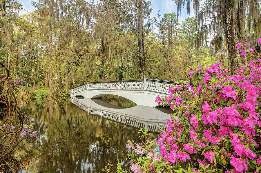 Magnolia Gardens Photograph by Stephen McCloskey Fine Art America