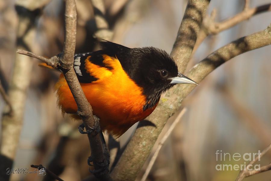 Blackbird Photograph - Male Baltimore Oriole Northern Race in Spring #4 by J McCombie