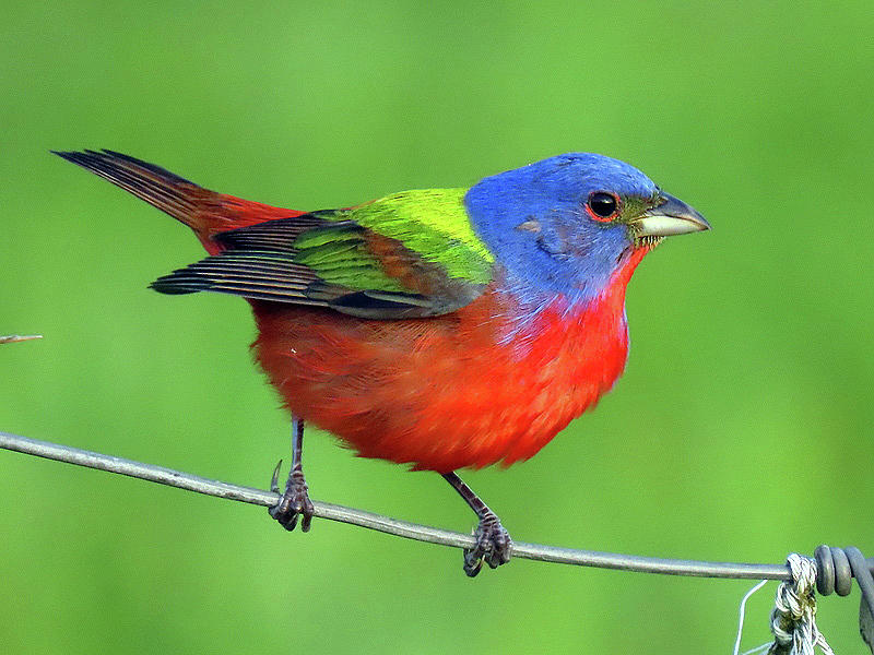 male bunting