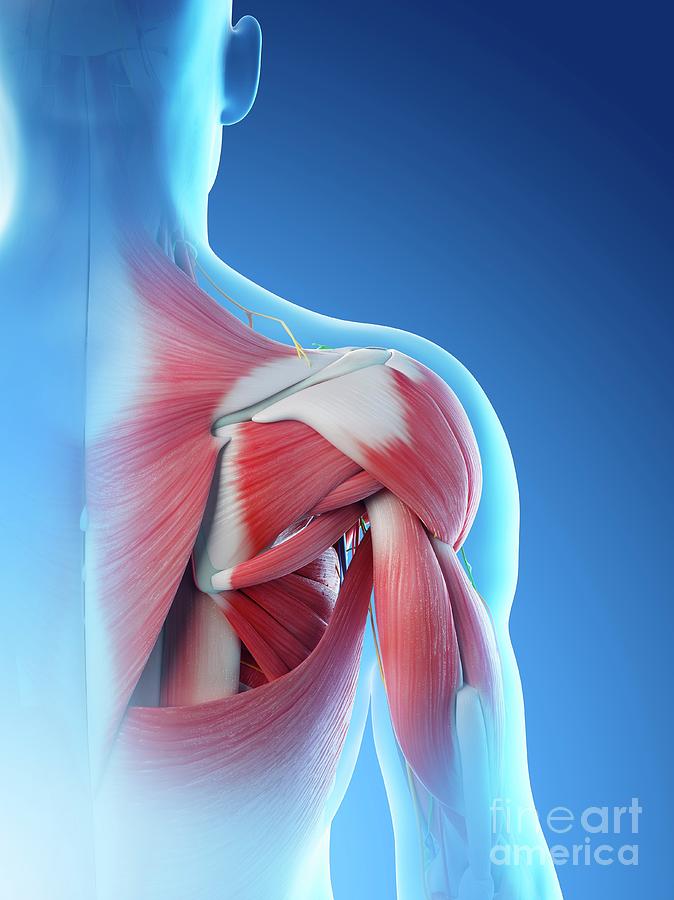 Male Shoulder Anatomy Photograph By Sebastian Kaulitzkiscience Photo Library Pixels 7910