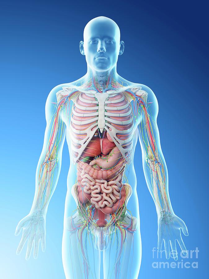 Male Upper Body Anatomy Photograph by Sebastian Kaulitzki/science Photo