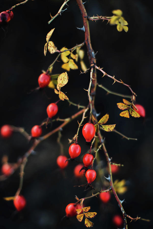 Nature Photograph - Many Red Ripe Berries On Thin Tree Or Bush Branches In Forest #4 by Cavan Images