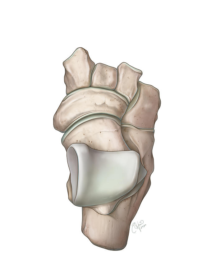 Ankle Bones, Tarsals, Illustration Photograph by Studio Hromi LLC