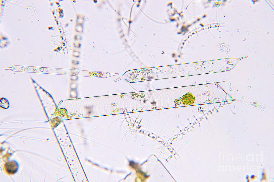 Marine Plankton #4 Photograph by Choksawatdikorn / Science Photo Library
