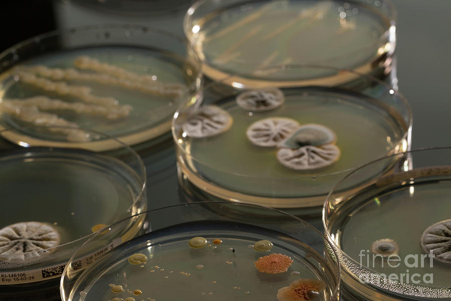 Growth Photograph - Microbes Growing On Agar Plate #4 by Wladimir Bulgar/science Photo Library